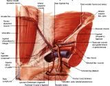 Anatomie: buikwand,rug,rugspier,buikspier,musculus obliquus,musculus transversus,musculus rectus,Poupart,ligamentum inguinalis,lattisimus dorsi,a. epigastrica,serratus anterior,trapezius,gluteus,teres major,teres minor,rhomboideus,supraspinatus,infraspinatus,levetor scapulae